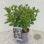 Viburnum tinus 35-40 cm 2,5L
