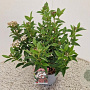 Viburnum tin. 'Eve Price' 30-35 cm 2,5L