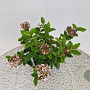 Viburnum tin. Lisarose 40-45 cm 2,5L