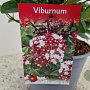 Viburnum tin. Spirit 40-45 cm 2,5L