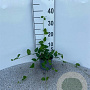 Vinca major 30-40 cm C1.3