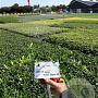 Vinca minor 'Alba' plantgoed P9