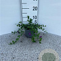 Vinca minor 'Atropurpurea' 20-30 cm C1.3