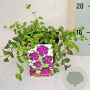 Vinca minor 'Atropurpurea' plantgoed P9