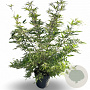 Vitex agnus-castus Delta Blues 60-70 cm 12L