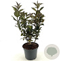 Weigela Ebony and Ivory 25-30 cm 3,0L