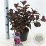 Weigela florida 'Alexandra' 20-25 cm 2,0L