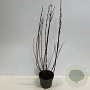 Cornus alba Miracle 60-80 cm 4,0L