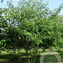 Cornus alternifolia 175-200 cm draadkluit struik