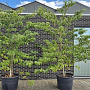 Cornus controversa 225-250 cm cont. 90L