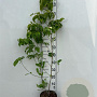 Cornus florida 100-125 cm 5,0L