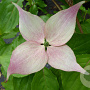 Cornus k. 'Dwarf Pink' 50-60 cm 10L