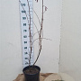 Corylus 'Rode Zellernoot' 125-150 cm 12L
