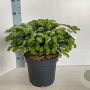 Abies cephalonica 'Meyer's Dwarf' 30-40 cm 7,5L