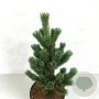 Pinus parviflora 'Shike-Shima' 30-40 cm 5,0L