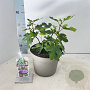 Ficus car. 'Gustissimo Perretta' 50-60 cm 5,0L