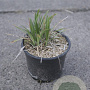 Liriope muscari 'Big Blue' GM 2,0L