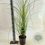 Miscanthus sin. 'Gracillimus' 40-70 cm 3,0L