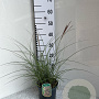 Miscanthus sin. 'Red Chief' GM C3