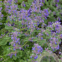 Nepeta cataria GM P9
