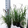 Pennisetum al. 'Black Beauty' 25-30 cm 3,0L