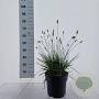 Sesleria nitida 50-60 cm 6,5L