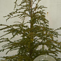 Tsuga canadensis 80-100 cm 7,5L