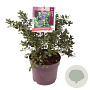 Ceanothus griseus 'Yankee Point' 40-50 cm 7,5L