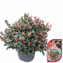 Photinia fraseri 'Little Fenna' 30-40 cm 10L