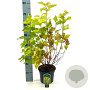Physocarpus opulif. 'Dart's Gold' 40-50 cm 3,0L