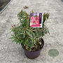 Pieris 'Flaming Silver' 30-40 cm 7,5L