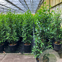 Prunus l. 'Angustifolia' 120-140 cm 15L