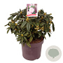 Rhododendron 'Brigitte' 40 cm 13L
