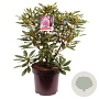 Rhododendron 'Marcel Menard' 60 cm 13L