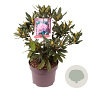Rhododendron pont. 'Roseum' 30-35 cm 5,0L