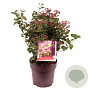 Viburnum tin. Lisarose 40-50 cm 10L
