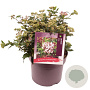Viburnum tin. Spirit 30-35 cm 7,5L