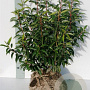 Prunus l. 'Angustifolia' 40-60 cm met kluit struik