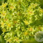Alchemilla vulgaris GM P9 BIO