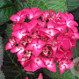 Hydrangea macrophylla GM 2,0L