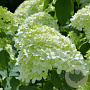 Hydrangea m. 'Ave Maria' GM 2,0L
