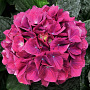 Hydrangea m. Amsterdam Paars GM 2,0L