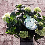Hydrangea macrophylla 'Schneeball' GM 2,0L