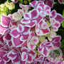 Hydrangea m. 'Bavaria' GM 2,0L