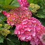 Hydrangea m. 'Benelux' GM 2,0L