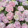 Hydrangea m. 'Camilla' GM 2,0L