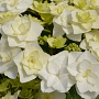 Hydrangea m. Doppio Bianco GM 2,0L