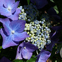 Hydrangea m. 'Eisvogel' GM 2,0L
