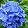 Hydrangea m. 'Enziandom' GM 2,0L