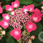 Hydrangea m. 'Geoffrey Chadbund' GM 2,0L
